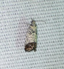 Pammene medioalbana