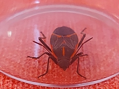 Boisea trivittata