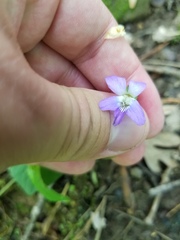 Viola triloba