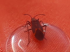 Boisea trivittata