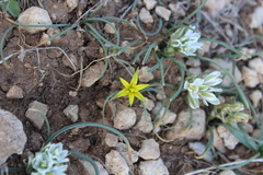 Gagea reticulata