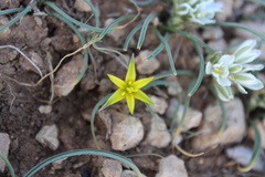 Gagea reticulata