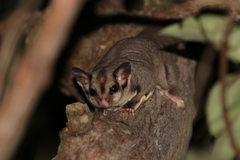 Sugar Glider photo 2