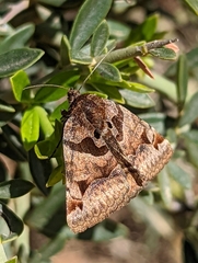 Euclidia ardita