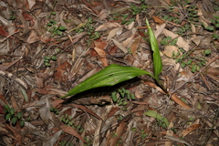 Eulophia cernua