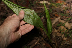 Eulophia cernua