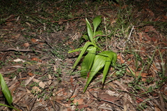 Eulophia cernua