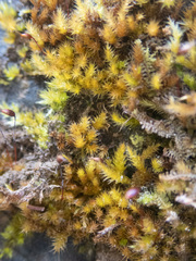 Sciuro-hypnum plumosum