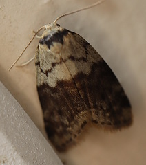Thallarcha leptographa