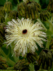 Sonchus grandifolius
