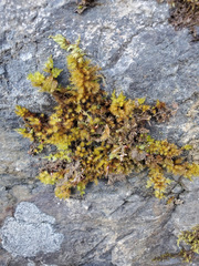 Sciuro-hypnum plumosum