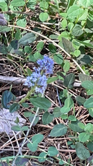 Ceanothus parvifolius