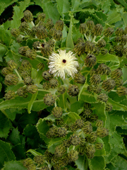 Sonchus grandifolius