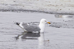 Larus californicus