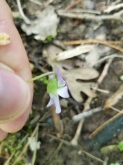 Viola triloba