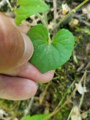 Viola triloba