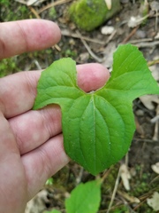 Viola triloba