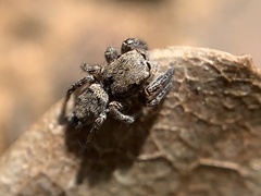 Habronattus coecatus