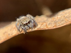 Habronattus coecatus