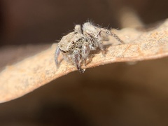 Habronattus coecatus
