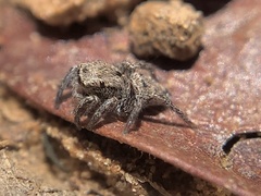 Habronattus coecatus