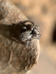 Habronattus coecatus