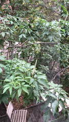 Aesculus californica