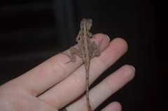 Anolis