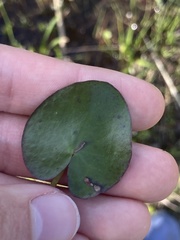 Nymphoides cordata