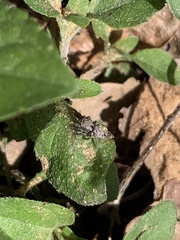Habronattus coecatus