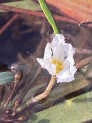 Nymphoides cordata