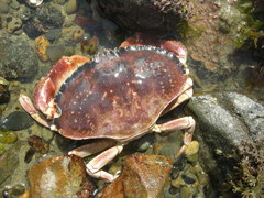 Metacarcinus novaezelandiae