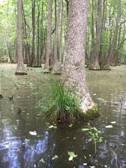 Carex decomposita