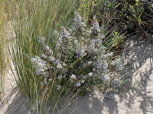 Olearia lepidophylla, photograph 2