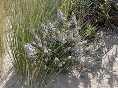 Olearia lepidophylla