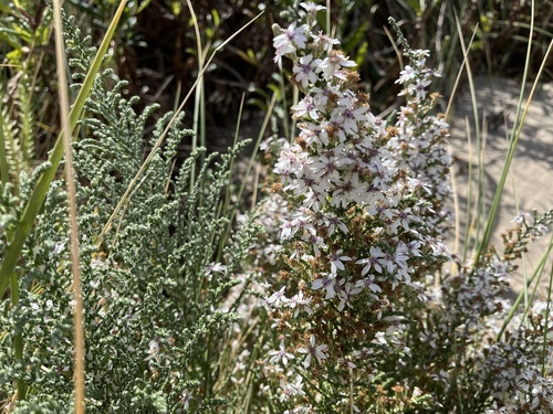 Olearia lepidophylla, photograph 3
