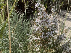 Olearia lepidophylla