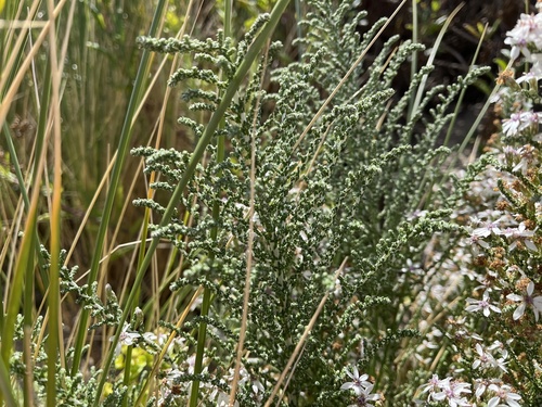 Olearia lepidophylla, photograph 4