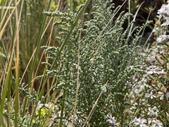 Olearia lepidophylla