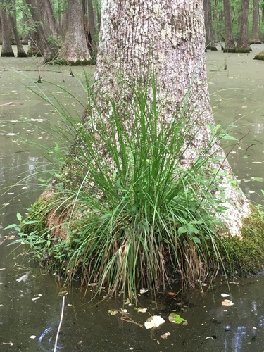 cypressknee sedge (Carex decomposita)