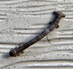 Campaea perlata