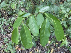 Annona montana
