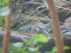 Passerina versicolor
