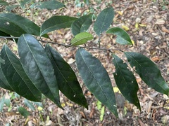 Licaria parvifolia