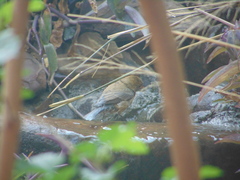 Passerina versicolor