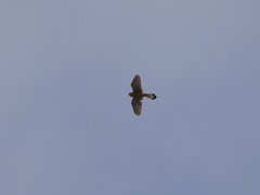 Falco tinnunculus dacotiae