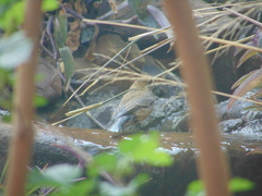 Passerina versicolor