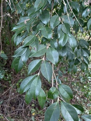 Eugenia biflora