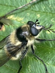 Criorhina nigripes