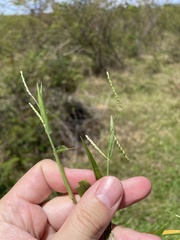 Urochloa distachya